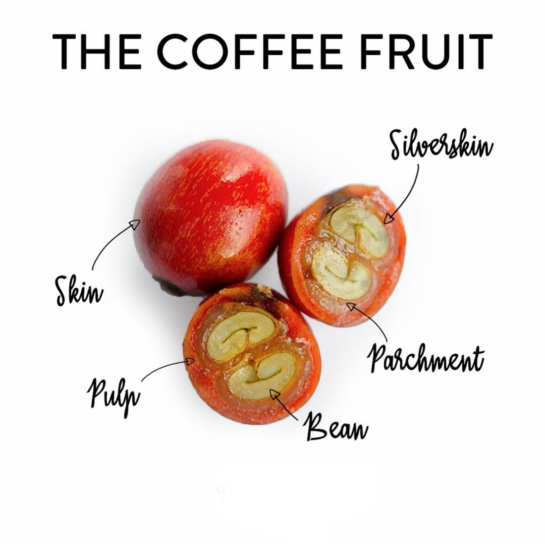 Get to know Coffee processing: Washed, Natural, and Honey Method