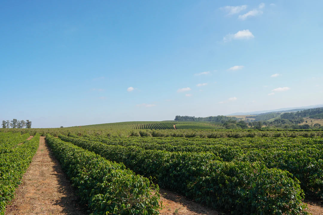 Coffee plantation with rows of coffee trees under a clear blue sky. Brazil