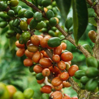 Inmaculada EXOTIC - Pink Bourbon - Anaerobic Natural